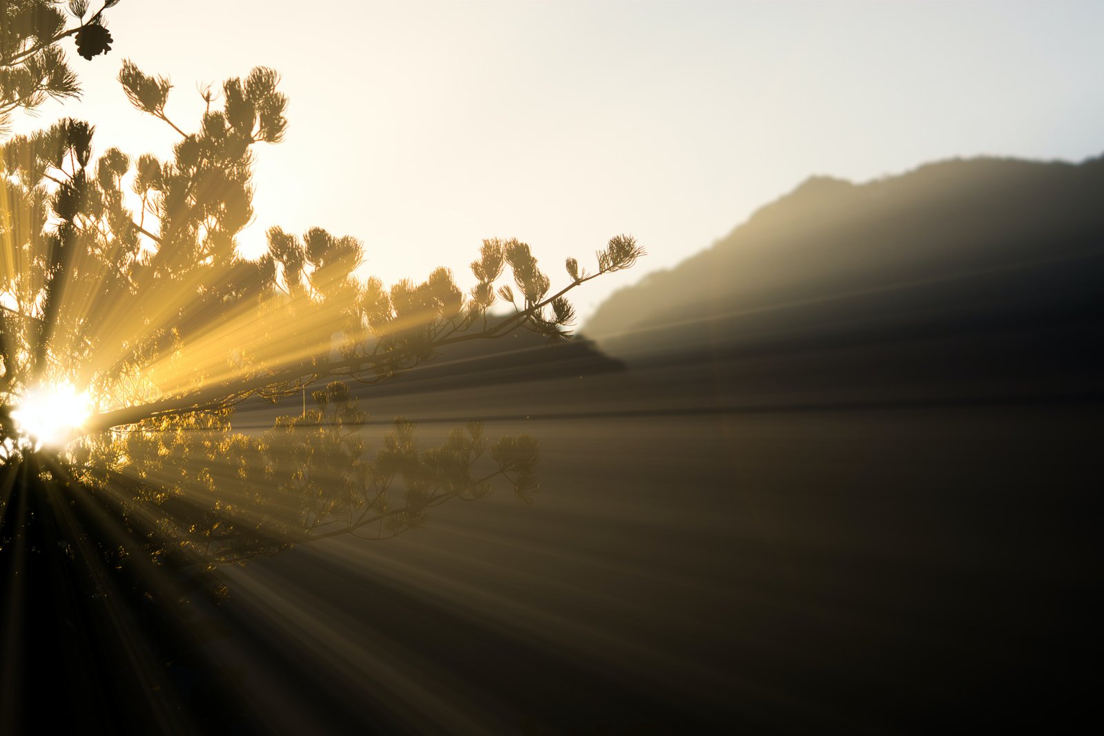 Sunlight streaming through trees, symbolizing the guiding light on your journey to finding the right Reiki practitioner with Dragonfly Reiki Marketplace.