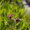 Meadowbrook Healing Arts