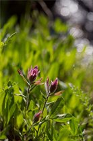 Meadowbrook Healing Arts