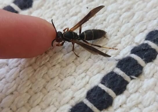 My Animal Reiki Story – one of many ❤️