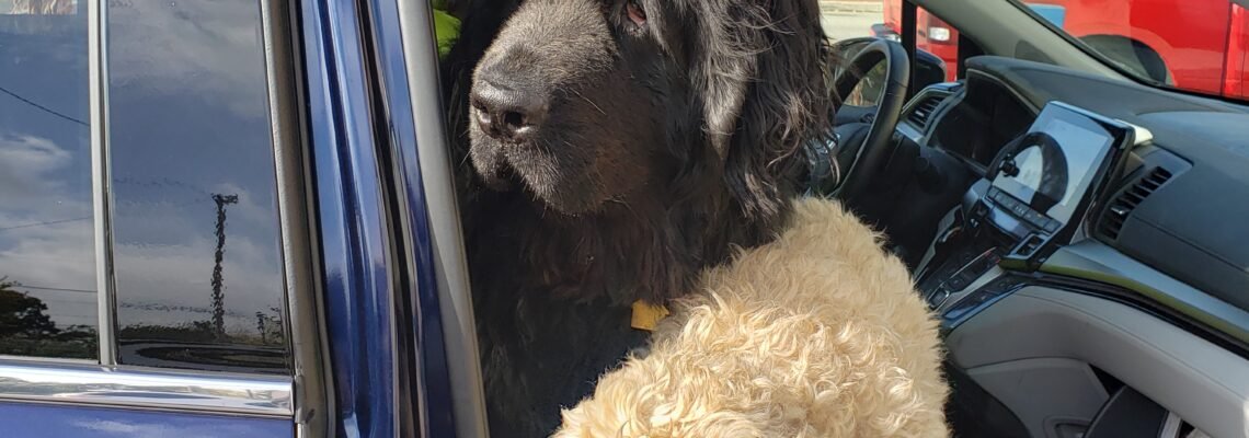 Max and the Car Ride