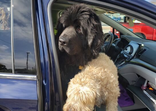 Max and the Car Ride