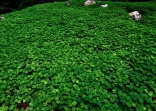 Healing in Stillness with Clover, Reiki & the Lion’s Gate Portal