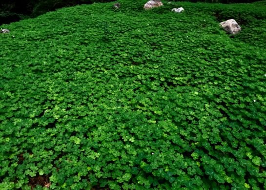 Healing in Stillness with Clover, Reiki & the Lion’s Gate Portal