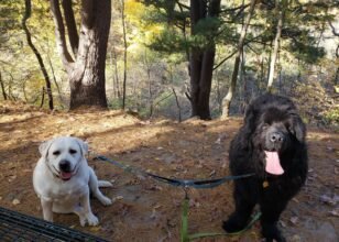 Energy on a Leash — What Your Pet is Reflecting Back to You