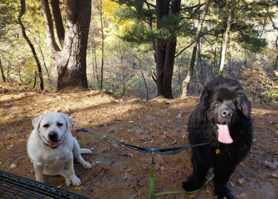 Energy on a Leash — What Your Pet is Reflecting Back to You