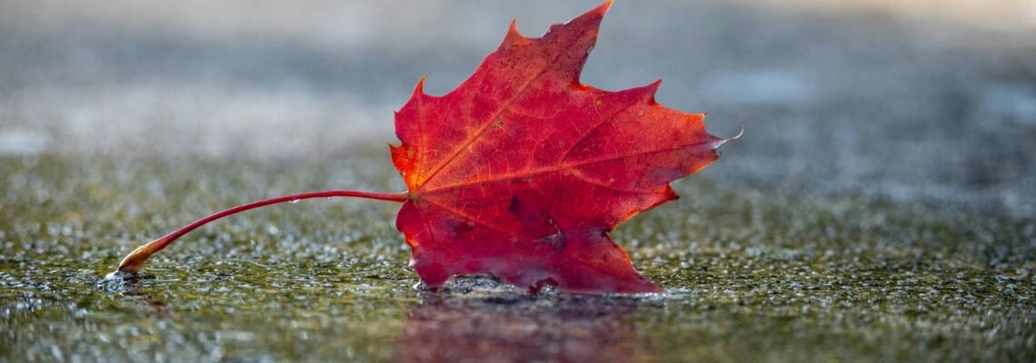 Autumn, Grief, and the Celebration of Life | Reiki Reflections on Love, Loss, and Healing