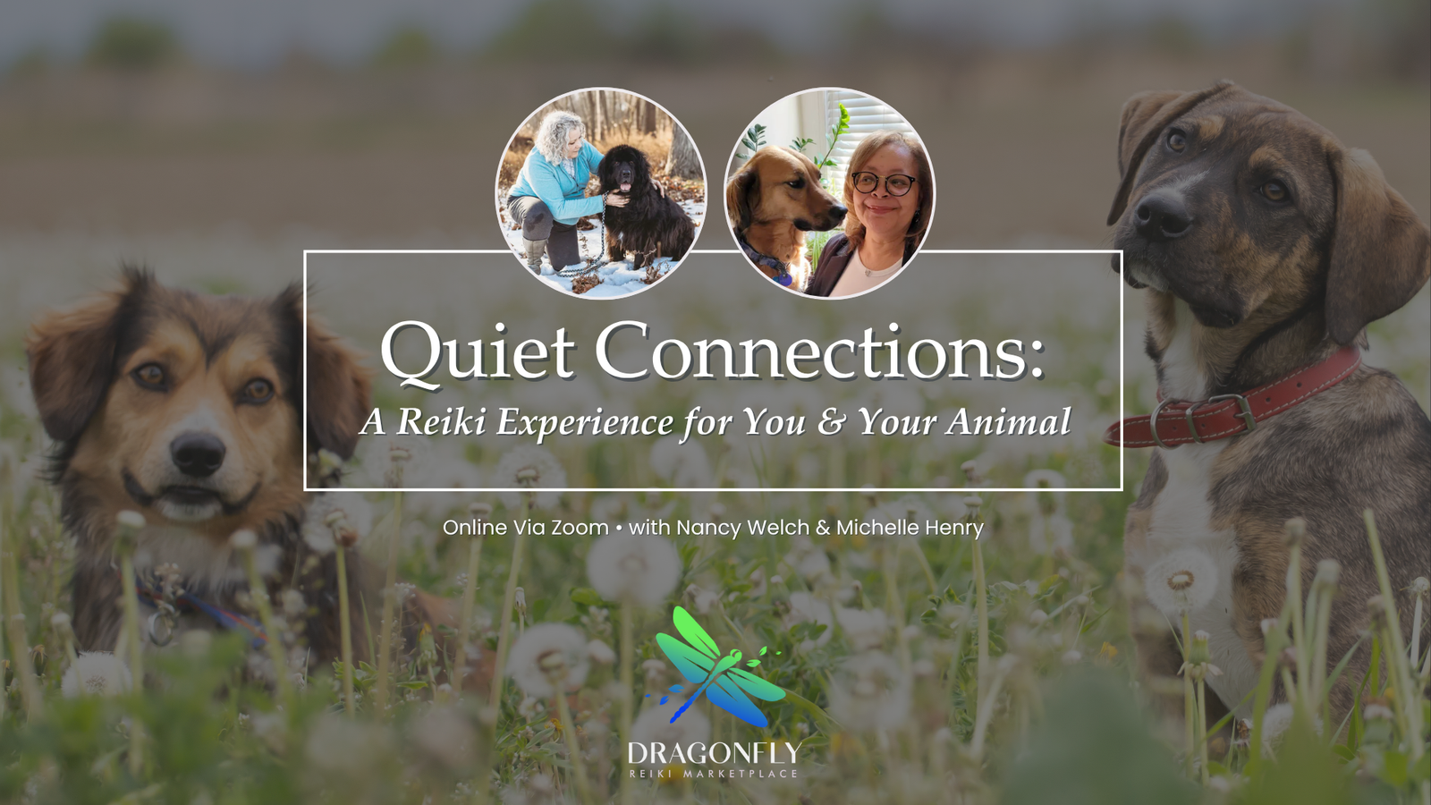 Quiet Connections A Reiki Experience for You & Your Animal